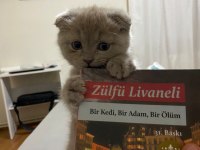 Scottish fold yavrular