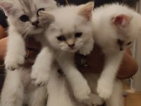 Safkan British shorthair son yavru