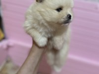 1 aylıktır 1 ay sonra rezerve edilecek pomeranian boo
