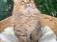 Munchkin cüce kedimiz