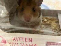 Yavru Suriye hamster bebek 2 aylık