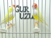 Gouldian finch (Gökkuşağı ispinozu) mevcuttur)