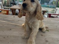 Cocker Yavrularımıza Yeni Yuva Arıyoruz