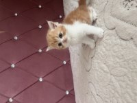 Ev Ortamında Doğdu Kedimiz