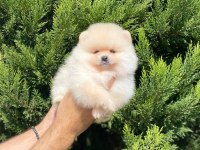 Pomeranian yavrular