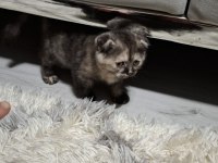 Günlük scottish fold