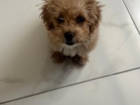 Tuvalet eğitimli aşıları tam maltipoo