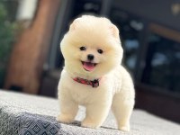 Sağlık Ve Irk Garantili Pomeranian