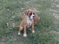 BOXER YAVRULARIMIZ