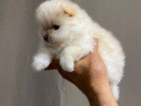 Pomeranian Boo Köpeğimiz