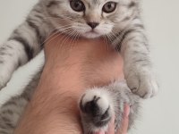 Dişi british shorthair blue point ve silver tabby