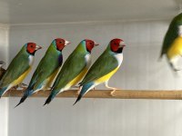 Erkek Gökkuşağı İspinozları