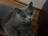 British shorthair kedim yeni yuva arıyoruz