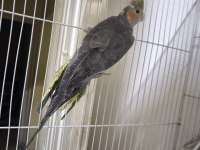 Sultan yavruları 2 aylik lutino grey wf heavy pied