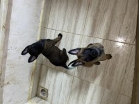 Kalite yavru malinois arayanlara dişi