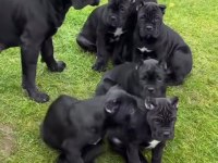 Profesyonel üretim çifliğinden cane Corso kapıda ödeme