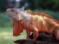 ÖN REZERVE İGUANA
