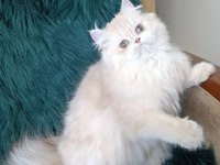 Şecereli safkan dişi british longhair