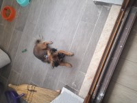 PEKİNEZ