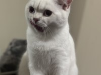 BRITISH SHORTHAIR KEDİMİZ