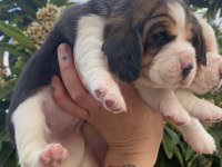 Üst kalite beagle yavrular