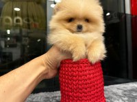 POMERANİAN BOO BEBEKLER