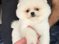 BİBLO DİŞİ KARBEYAZ POMERANİAN BOO