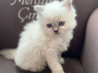 British longhair ve scottish shorthair bluepoint yavrular