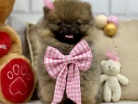 Minik teddy bear ayıcık pomeranian kızımız