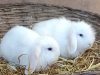 Hollanda teddy lop damızlık takım tavşan