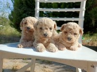 Rezerveye açık maltipoo bebeklerim