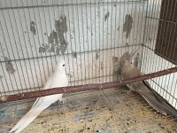 DAMIZLIK ALBİNO VE WF CİNNAMON DİŞİ SULTAN