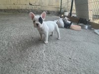 Şecereli french bulldog yavruları