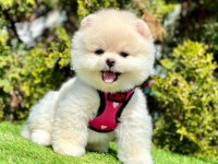 Safkan Pomeranian Boo Köpeklerimiz