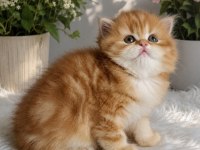 British Longhair Erkek Golden Yavru