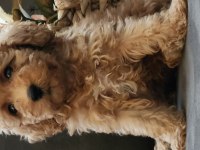 Veteriner teknikerinden sevimli toy poodle