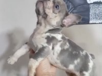 French bulldog lilac merle tan isabella dişi