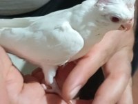 Albino Sultan Papağanı Yavru