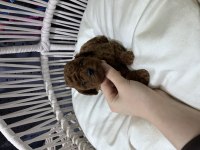 Toy Poodle bebekler orijinal ırk garantili