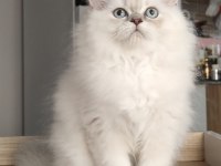British Longhair Kedilerim