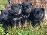 Alman kurt köpeği yavruları