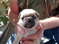 Pug yavruları