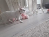 Acil british shorthair ilanı 11 aylık kedimiz eşyalarıyla