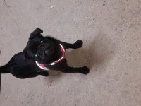 6 aylık siyah pug eğitimli