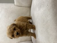 Kore Kan Teacup Maltipoo 