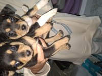 Pinscher yavru