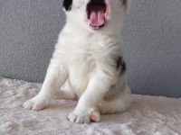 Border Collie Merle Yavrularımız