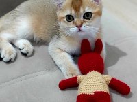 British shorthair ny11 erkek yavru teslime hazır