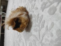 Ginepig yavruları ücretsiz sahiplendirme