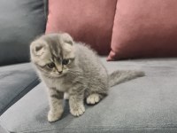 Scottish fold yavrumuz yeni yuvasını arıyor